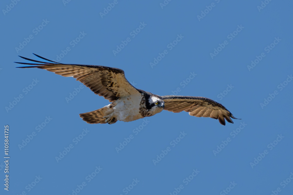 Obraz premium Osprey gliding towards camera, blue sky