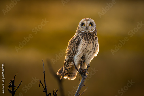 Short-eared owl looking into camera at sunrise, blurred background