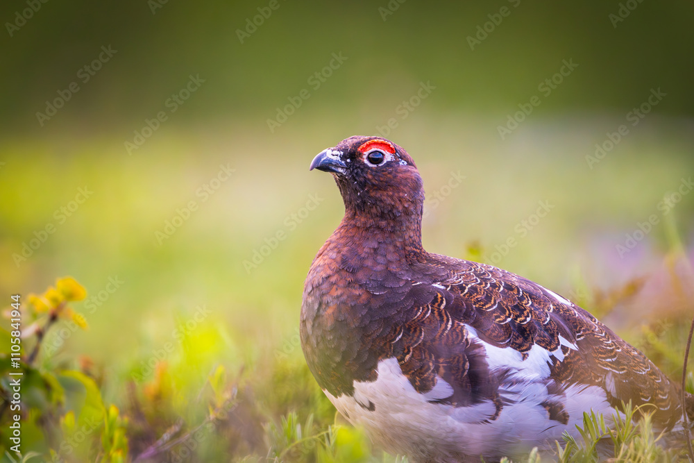 Detailed closeup of willow ptarmigan in heather Detailed closeup of willow ptarmigan in heather