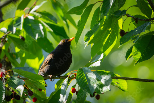 Blackbird in a sweet cherry tree
