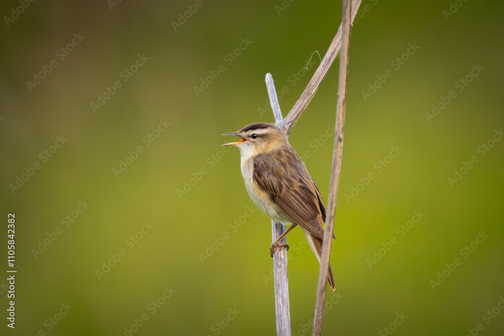 Fototapeta premium Cute reed warbler songbird on reed singing, blurred background