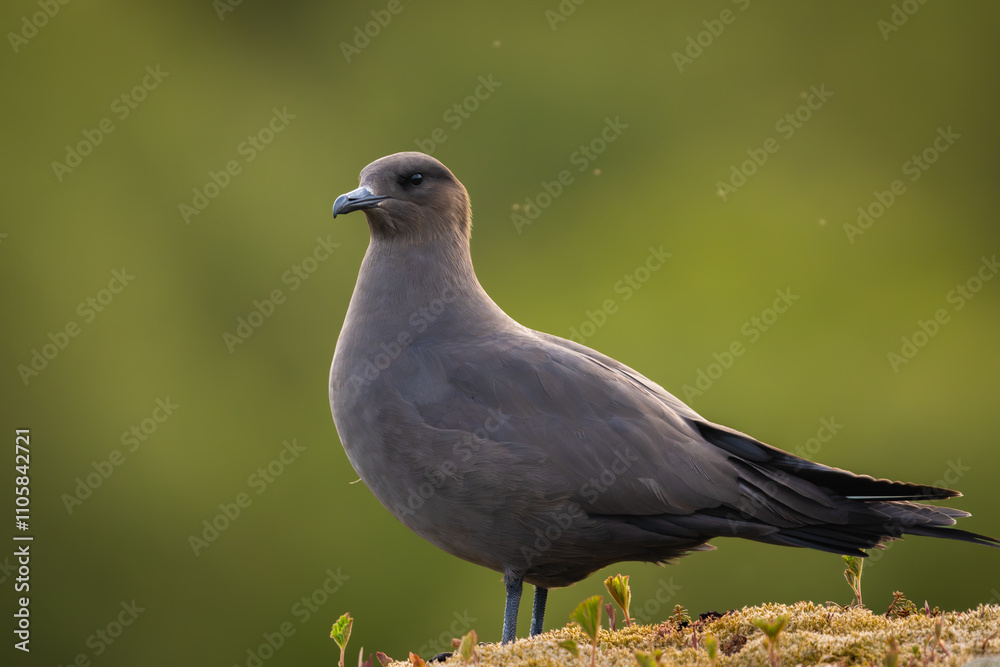 High quality portrait of an arctic skua (parasitic jaeger) with out of focus background High quality portrait of an arctic skua (parasitic jaeger) with out of focus background