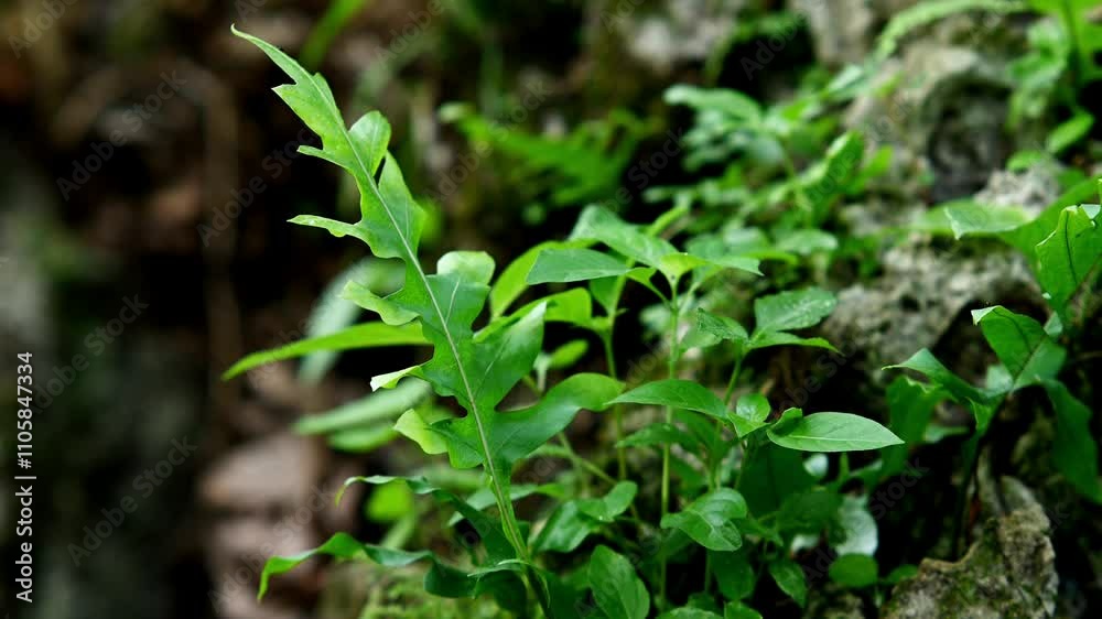 The swaying fern fronds. Tropical leaves background The swaying fern fronds. Tropical leaves background