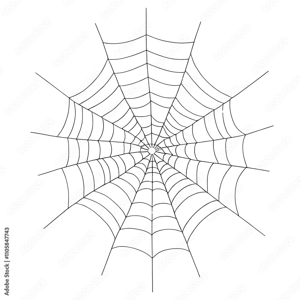 Fototapeta premium spider and web