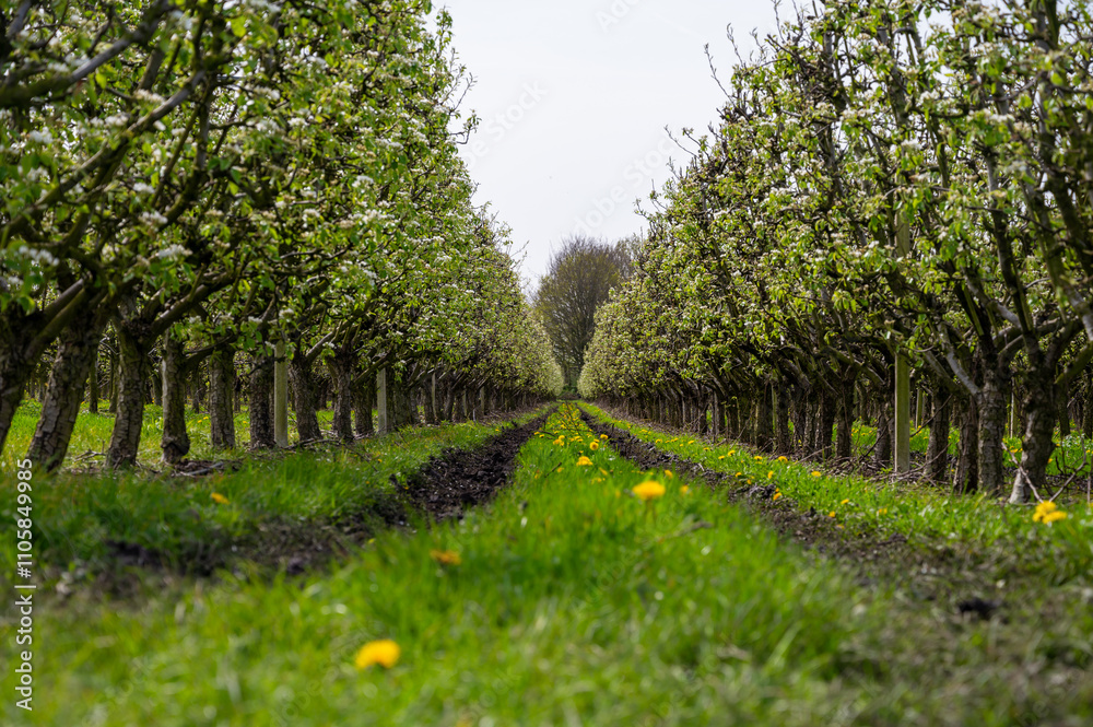 Organic farming in Netherlands, rows of blossoming conference pear trees on fruit orchards in Betuwe, Gelderland Organic farming in Netherlands, rows of blossoming conference pear trees on fruit orchards in Betuwe, Gelderland