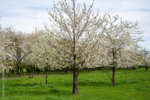 Spring blossom of cherry trees in orchard, fruit region Haspengouw in Belgium, nature landscape photo