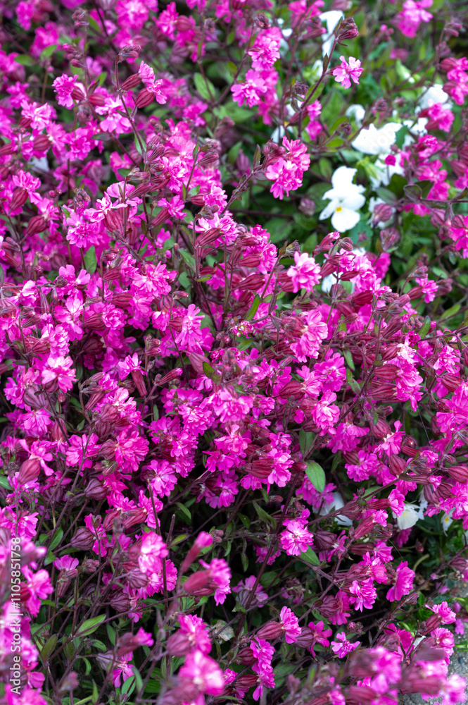 Pink blossom of Silene pendula catchfly ornamental plant in garden Pink blossom of Silene pendula catchfly ornamental plant in garden