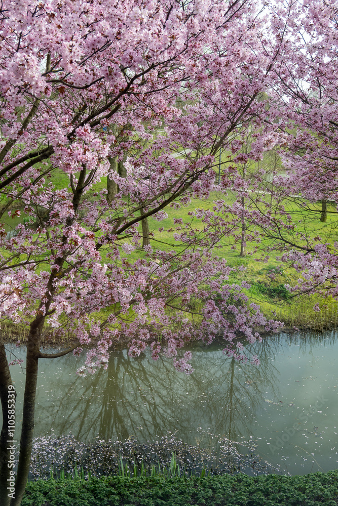 Spring blossom of pink sakura cherry tree in Japan Spring blossom of pink sakura cherry tree in Japan