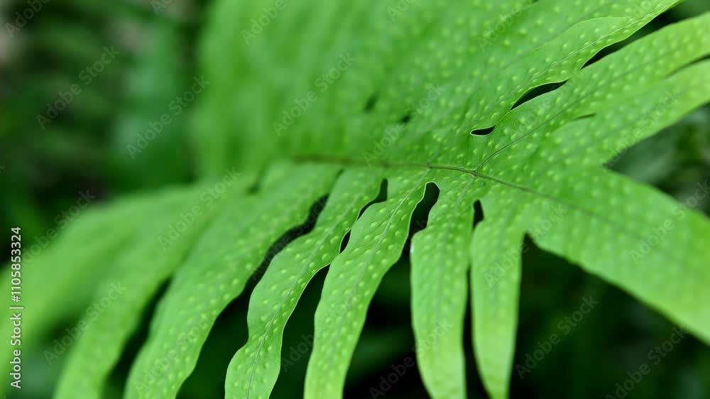 The swaying fern fronds. Tropical leaves background The swaying fern fronds. Tropical leaves background
