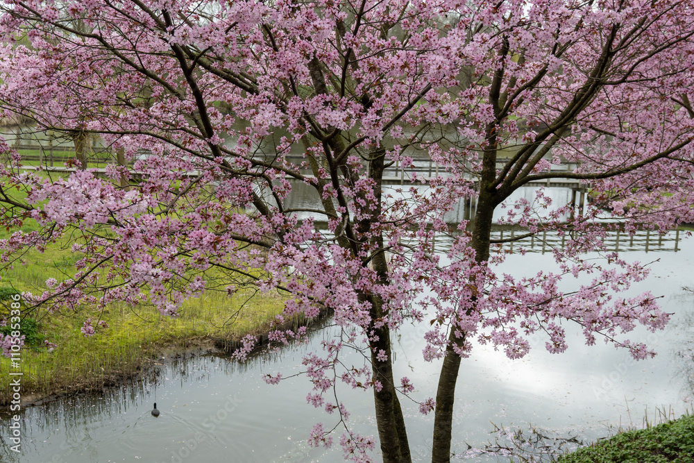 Spring blossom of pink sakura cherry tree in Japan and wooden bridge on background Spring blossom of pink sakura cherry tree in Japan and wooden bridge on background