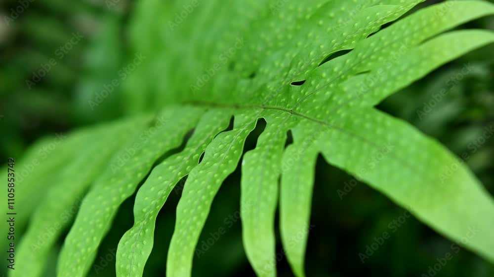 The swaying fern fronds. Tropical leaves background The swaying fern fronds. Tropical leaves background