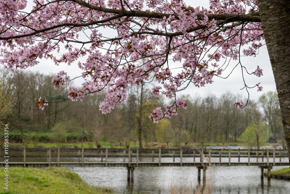 Spring blossom of pink sakura cherry tree in Japan and wooden bridge on background Spring blossom of pink sakura cherry tree in Japan and wooden bridge on background
