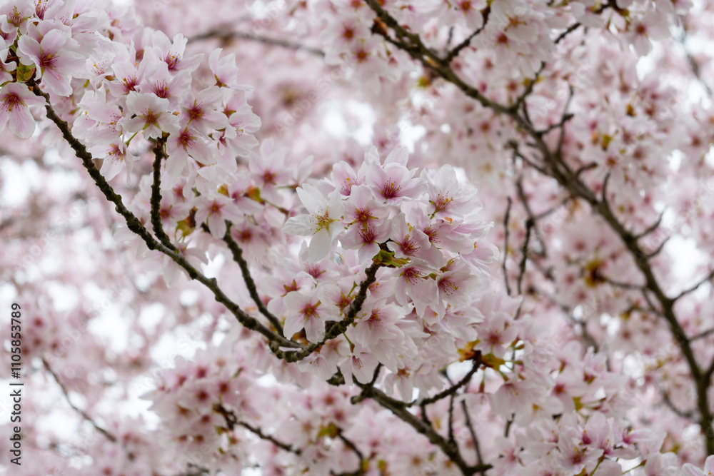 Spring blossom of Japanese white sakura tree, floral background Spring blossom of Japanese white sakura tree, floral background