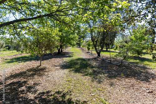 Truffle farm, cultivation of black winter Perigord truffles mushrooms, Tuber melanosporum, oak plantation, truffle hunting in winter on fields with oak trees photo