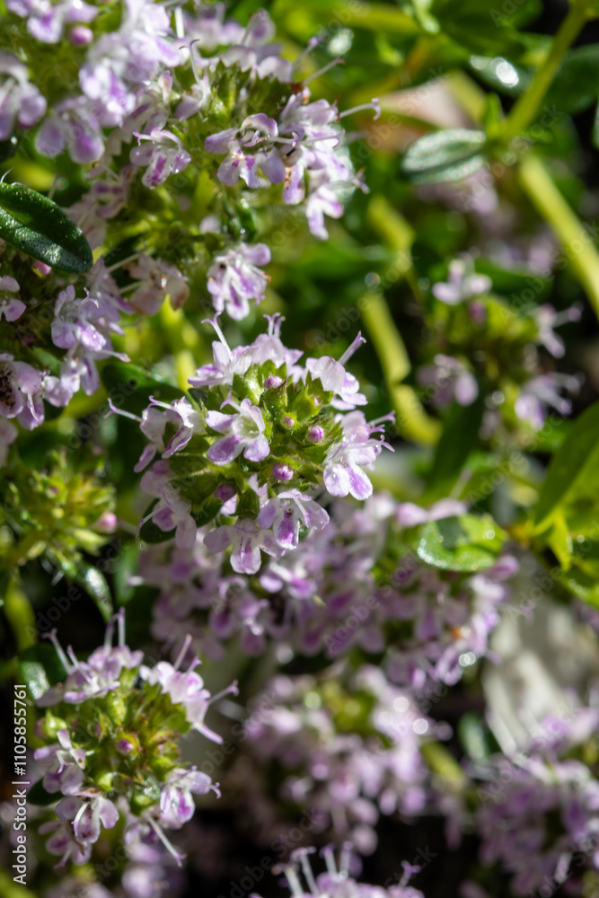 Spring blossom of pink aromatic kitchen herb thyme in garden Spring blossom of pink aromatic kitchen herb thyme in garden
