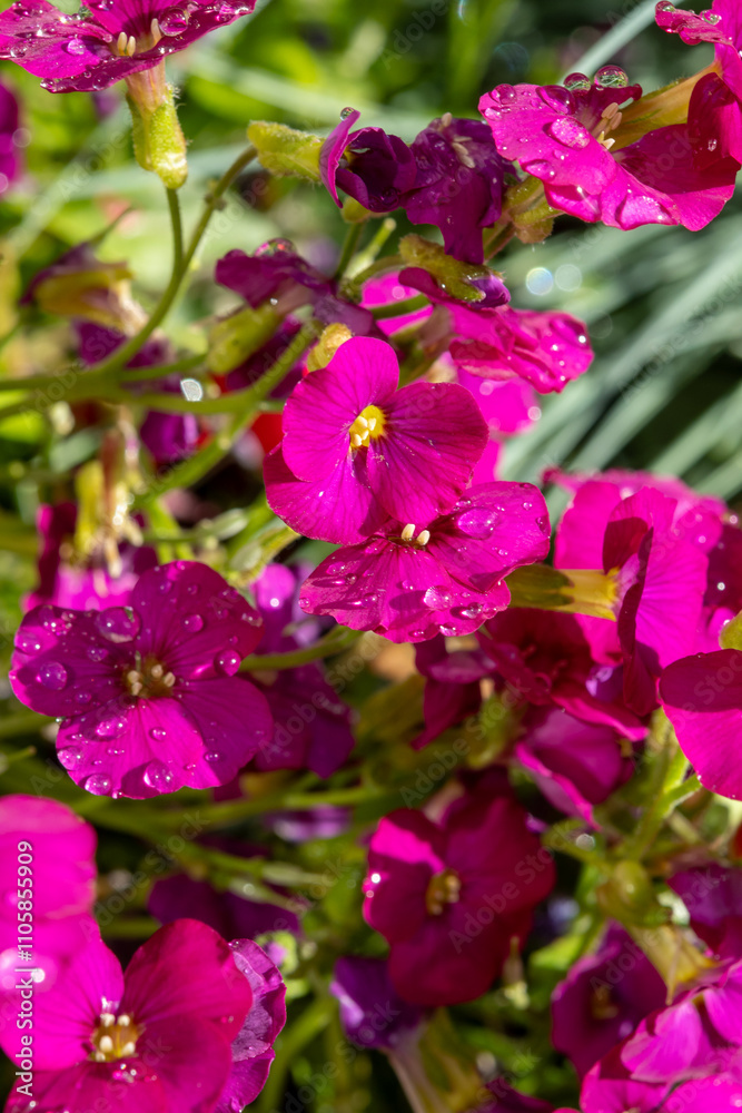 Pink blossom of aubrieta deltoidea perennial ornamental plant in spring garden