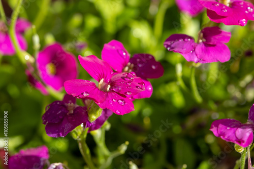 Wallpaper Mural Pink blossom of aubrieta deltoidea perennial ornamental plant in spring garden Torontodigital.ca