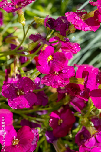 Pink blossom of aubrieta deltoidea perennial ornamental plant in spring garden