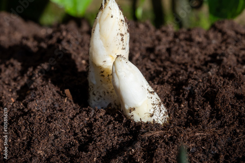 Harvesting of organic white asparagus on Dutch farm, spring growth on delicious vegetables in garden in Netherlands