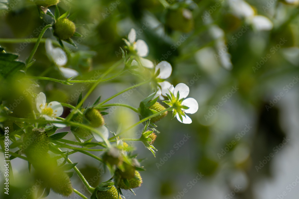 Dutch glass greenhouse, cultivation of strawberries, rows with growing strawberries plants