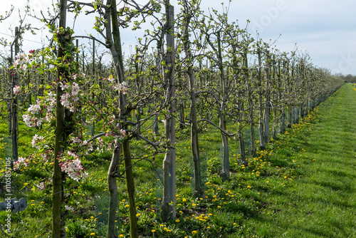 Pink blossom of apple fruit trees in springtime in farm orchards in sunny day, Betuwe, Netherlands photo