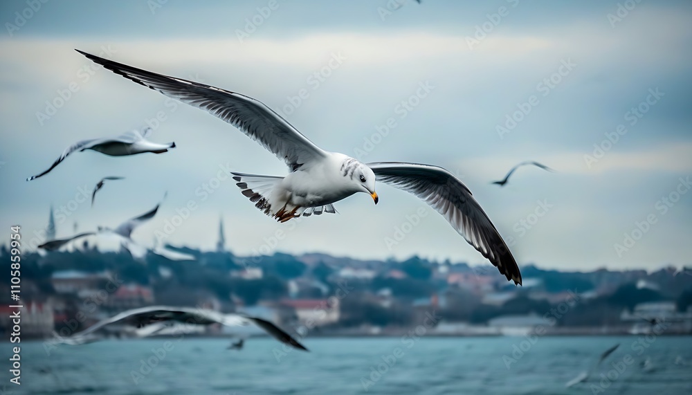 Seagulls soaring, explore the beauty of vast sea areas Seagulls soaring, explore the beauty of vast sea areas