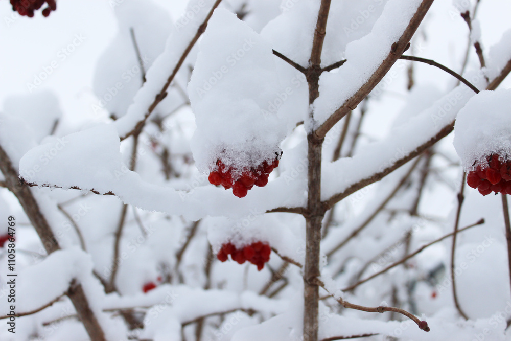 Viburnum berries are dusted with the first snow Viburnum berries are dusted with the first snow