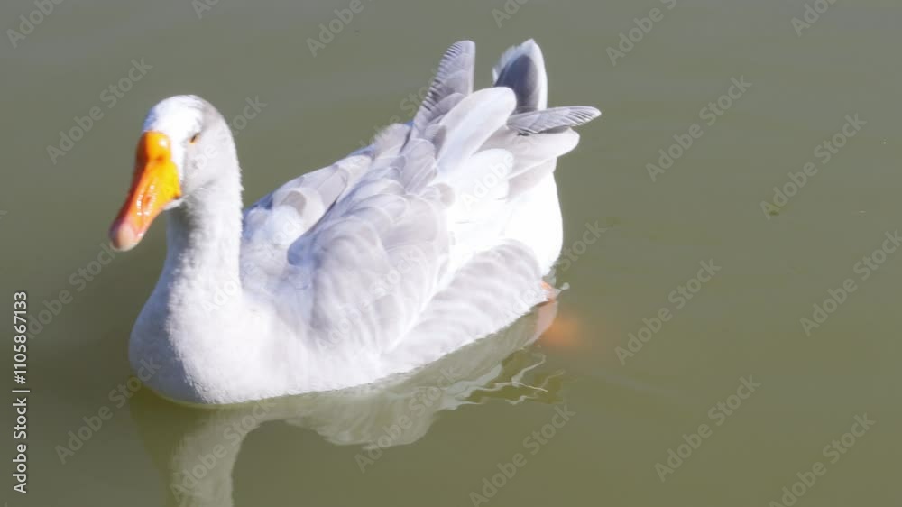 grey goose swims in a pond on a sunny day, 4k video grey goose swims in a pond on a sunny day, 4k video