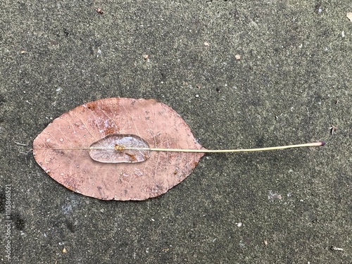 Ice on frozen leaf 