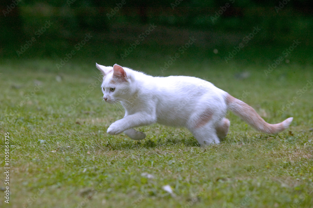 Chaton
