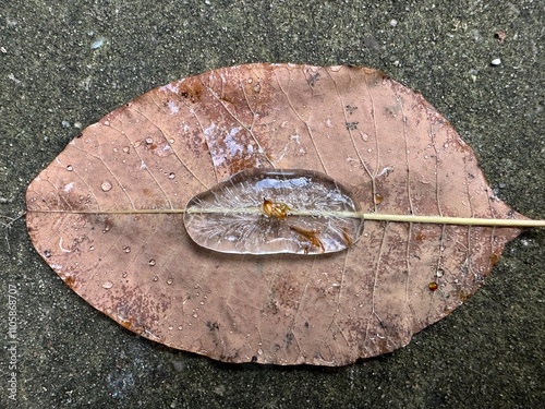 Ice on a frozen leaf