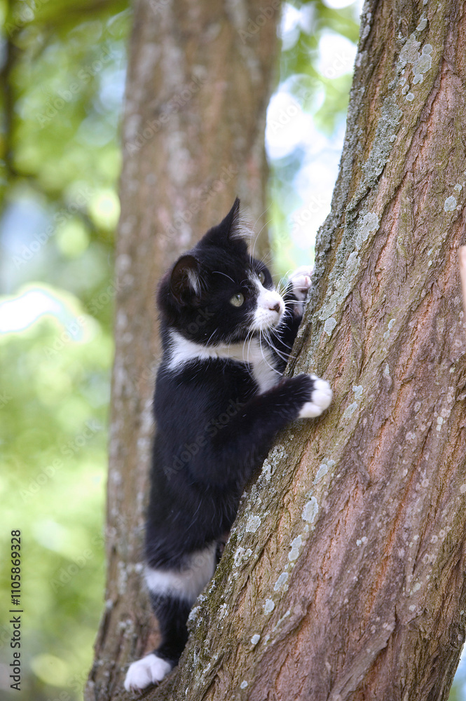 Obraz premium Chaton