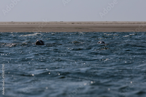 two seals looking out of the water