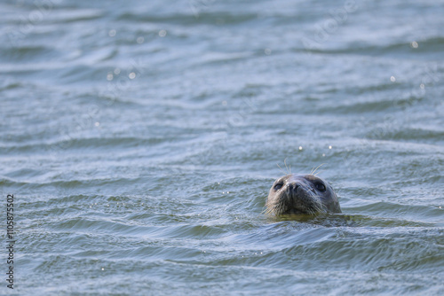 seal looking into camera out of the water