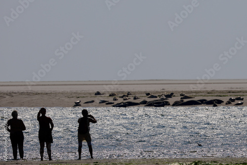 silhouette of people taking photos and looking at seals