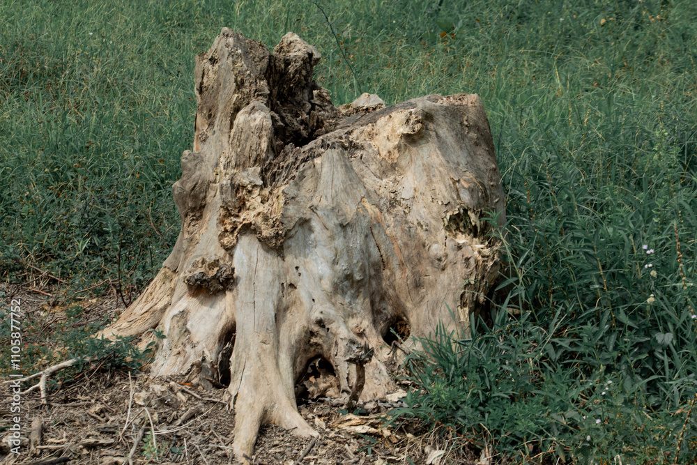 stump in the forest stump in the forest