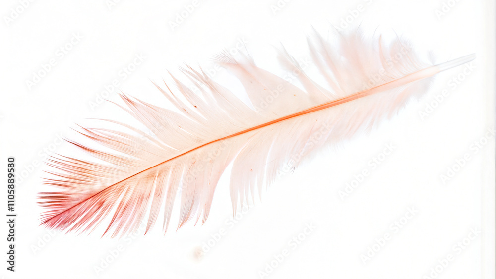 Pink feather on a white background with a delicate and soft appearance for decoration concept Pink feather on a white background with a delicate and soft appearance for decoration concept