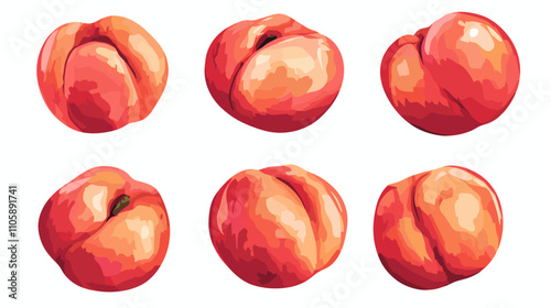Vector watercolor style peach apricot Illustration clipart peaches apricots isolated on a white background