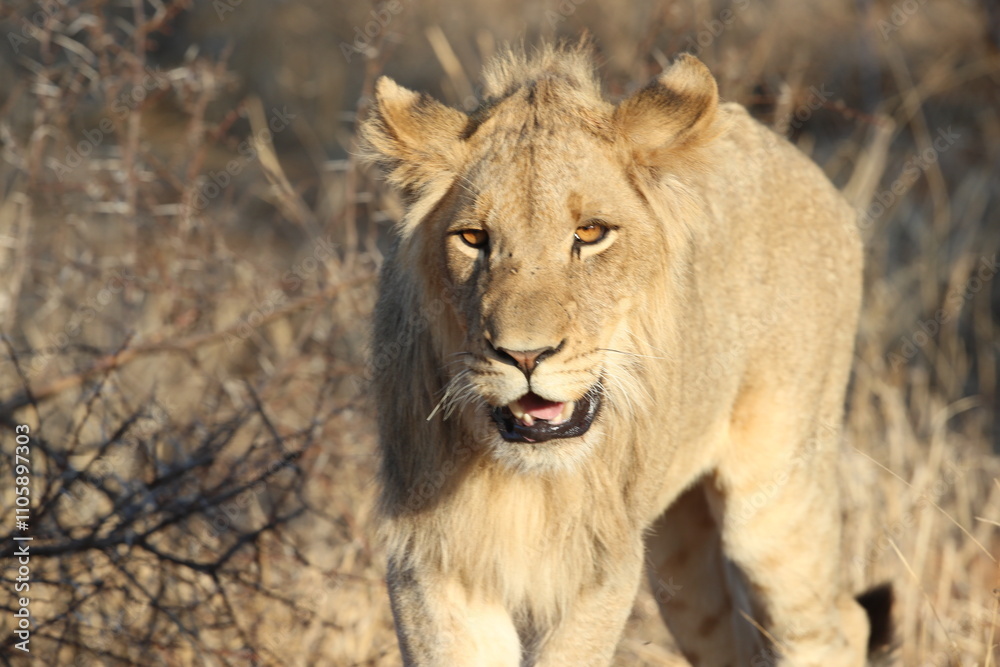 Lioness on the hunt Lioness on the hunt