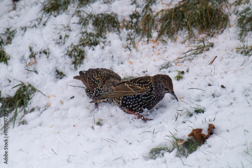 a group of young starlings, sturnus vulgaris, sitting in the snow and eating food for birds photo