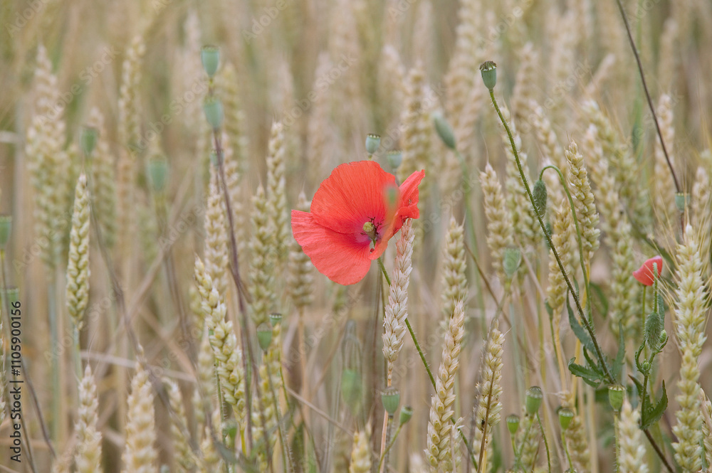 Fototapeta premium Coquelicots