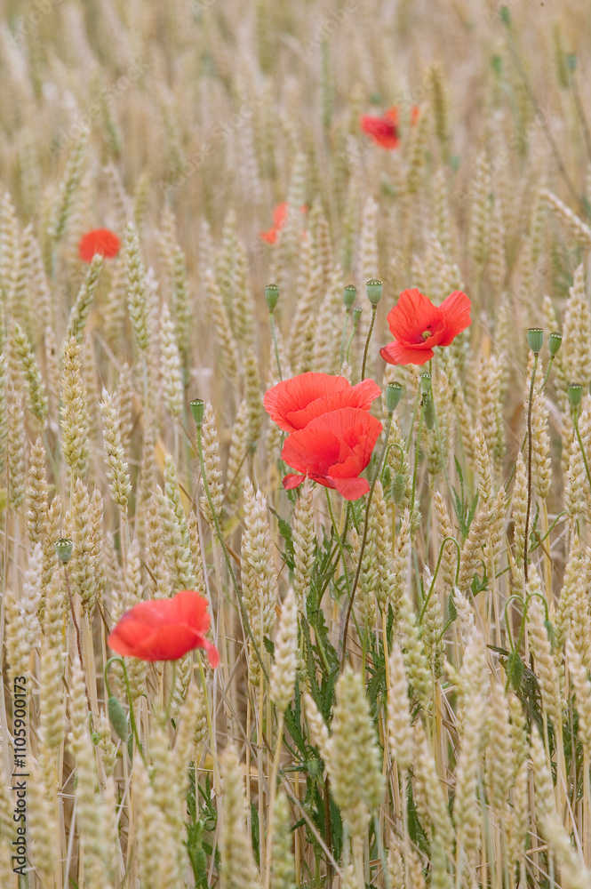 Obraz premium Coquelicots