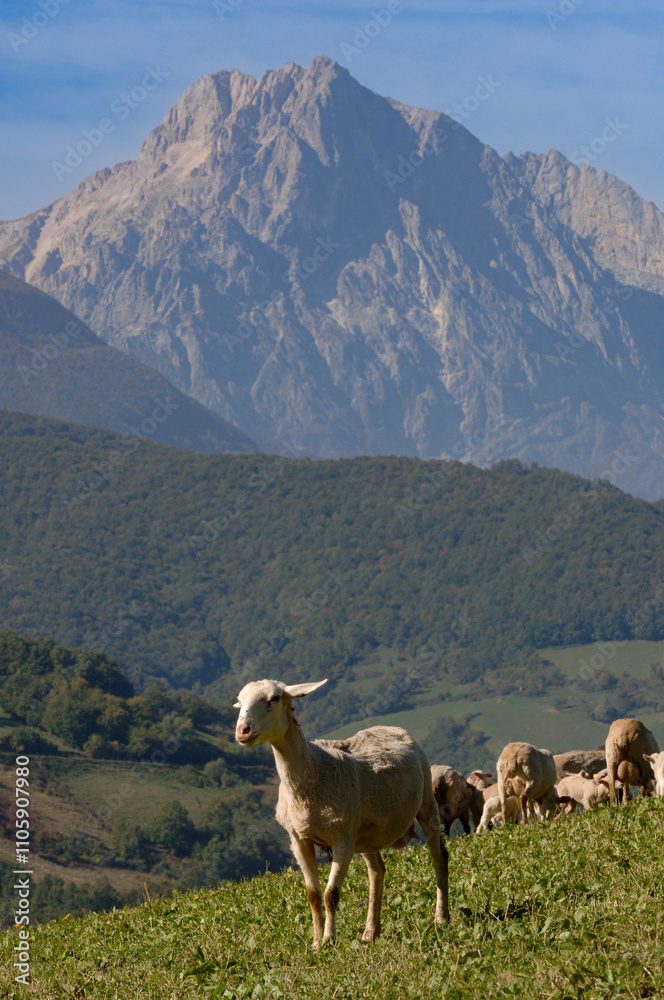 Naklejka premium Pecorino di Farindola typical sheep cheese produced in Abruzzo by the women of Farindola inside the Gran Sasso National Park. the pastures where the flocksand in the background the Gran Sasso peak