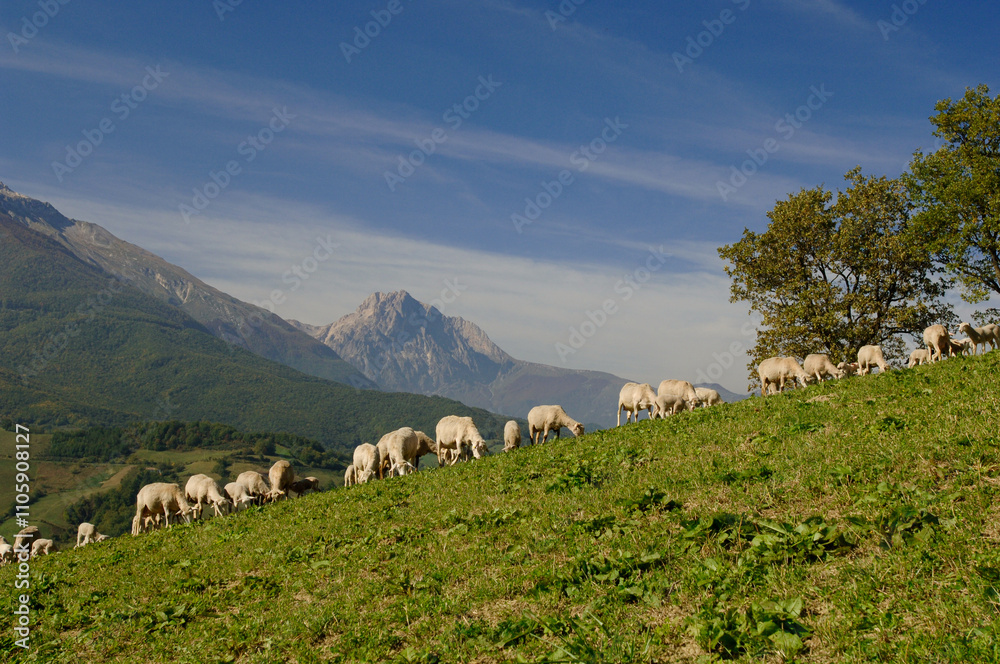 Obraz premium Pecorino di Farindola typical sheep cheese produced in Abruzzo by the women of Farindola inside the Gran Sasso National Park. the pastures where the flocksand in the background the Gran Sasso peak