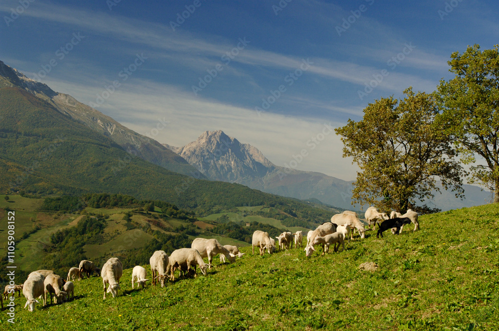 Fototapeta premium Pecorino di Farindola typical sheep cheese produced in Abruzzo by the women of Farindola inside the Gran Sasso National Park. the pastures where the flocksand in the background the Gran Sasso peak