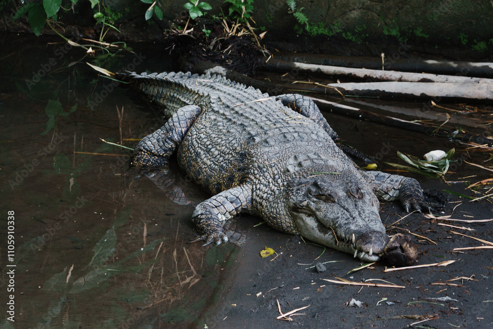 Saltwater Crocodile or Crocodylus porosus Resting Near Water In Natural Habitat Saltwater Crocodile or Crocodylus porosus Resting Near Water In Natural Habitat