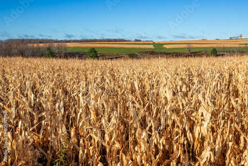 Strip cropping in Wisconsin farmland in November photo