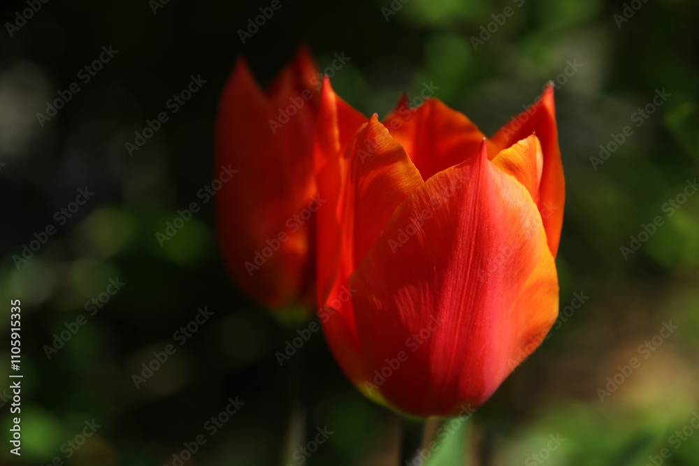 Two vibrant orange tulips in a dark part of the garden. Two vibrant orange tulips in a dark part of the garden.