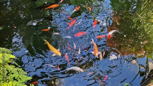 Colorful koi fish in a pond at Inverness Botanical Gardens, Scotland

