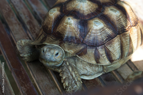 Sulcata tortoise resting on wooden planks: close-up of reptile photo